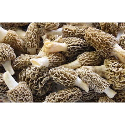Morel Mushrooms